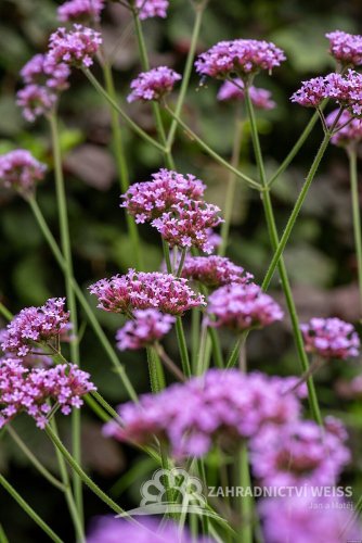 VERBENA BONARIENSIS - SPORÝŠ ARGENTINSKÝ