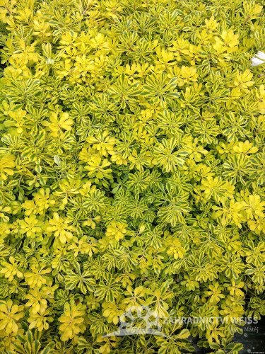 SEDUM KAMTSCHATICUM THE EDGE