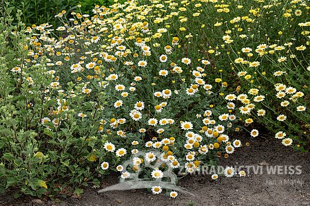 RMEN BARVÍŘSKÝ – ANTHEMIS TINCTORIA SAUCE HALLANDAISE