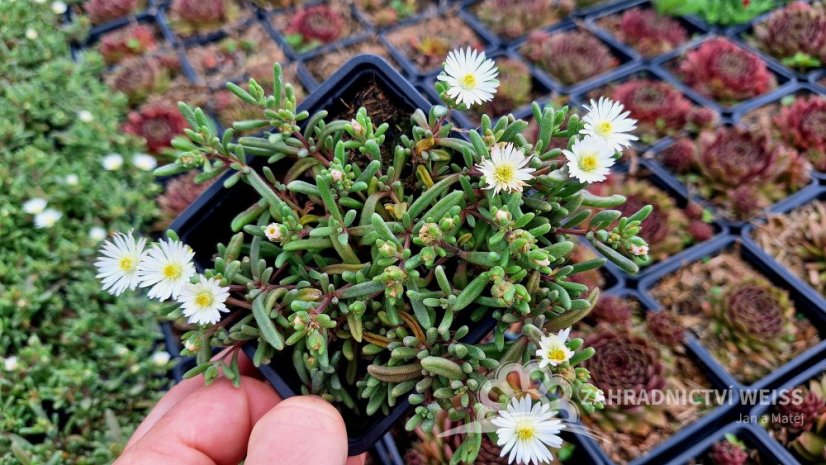 DELOSPERMA HYBRIDA GRAAF REINET