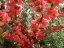 KDOULOVEC JAPONSKÝ -  CHAENOMELES JAPONICA