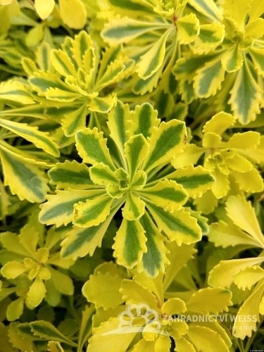 SEDUM KAMTSCHATICUM THE EDGE