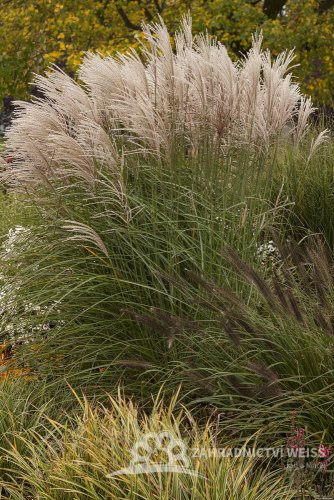 OZDOBNICE MISCANTHUS SINENSIS GRACIELLA