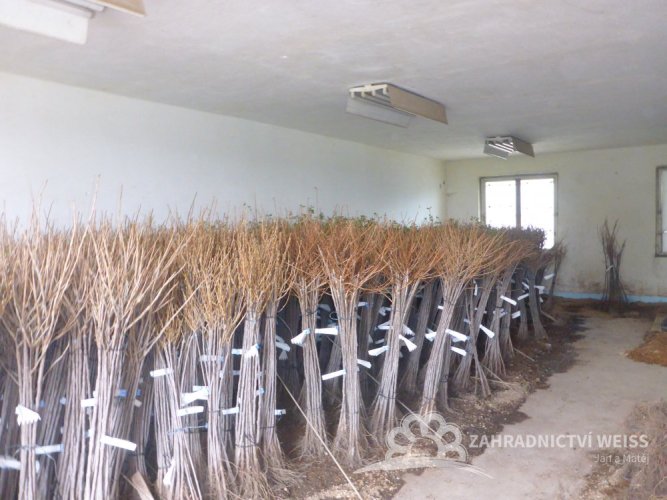 ČERNÝ STROMKOVÝ  RYBÍZ -"ÖJEBYN"