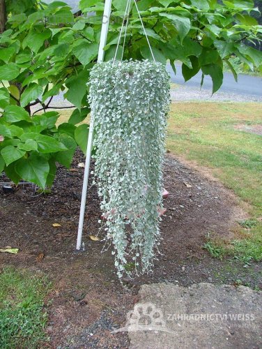 DICHONDRA SILVER FALLS