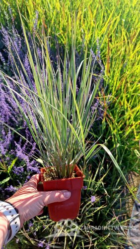 CALAMAGROSTIS OVERDAM - TŘTINA OSTROKVĚTÁ