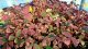 OXALIS PANAŠOVANÝ - PINK