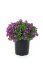 TAŘIČKA - AUBRIETA AXCENT DEEP PURPLE
