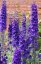 DELPHINIUM x HYBR. MAGIC FONTAIN DARK BLUE/BLACK BEE