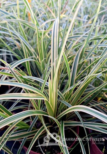 CAREX MORROWII (OSTŘICE JAPONSKÁ) VANILLA ICE