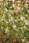 GAURA LIND. CORRIES GOLD