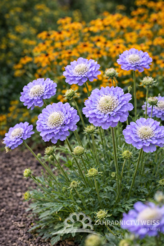 HLAVÁČ KAVKAZSKÝ - SCABIOSA CAUCASICA PERFECTA MID BLUE