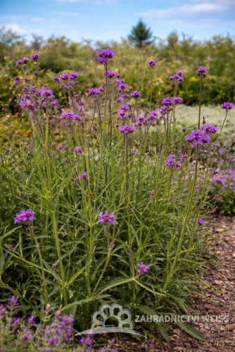 SPORÝŠ  - VERBENA BONARIENSIS BONNIE BLUE