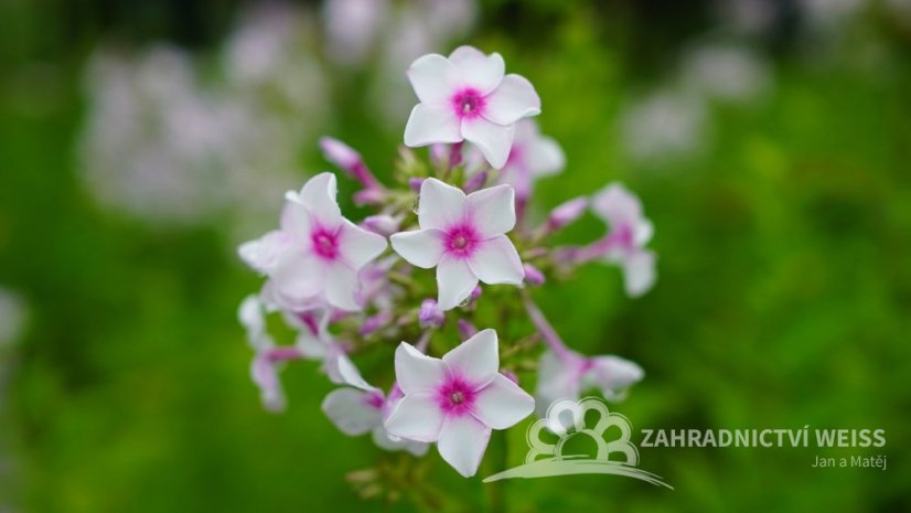 PHLOX PANICULATA - SUMMER FLOWERING NORA LEIGH