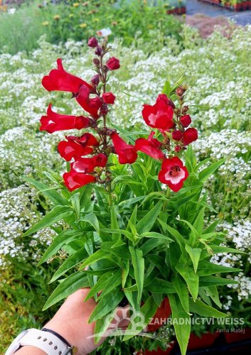 PENSTEMON HARWEGII PARTYBELS RED