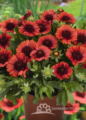 KOKARDA – GAILLARDIA AR. SPINTOP RED