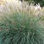 OZDOBNICE MISCANTHUS SINENSIS GRACIELLA