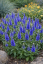 ROZRAZIL KLASNATÝ - VERONICA SPICATA ANNIVERSARY BLUE