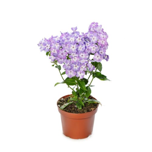 PHLOX PANICULATA  FLASTSCREEN LILAC