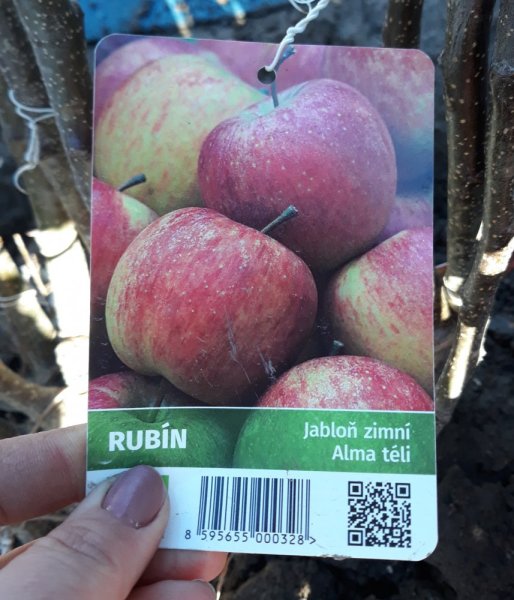 JABLOŇ RUBÍN - ZIMNÍ