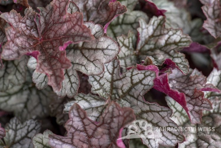 HEUCHERA WORLD CAFFE CORRETTO