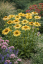 ECHINACEA PURPUREA  MELLOW YELLOWS