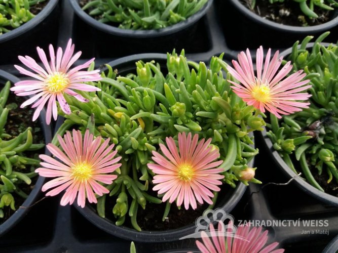 SADA 4 BAREV DELOSPERMA