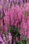 KYPREJ - LYTHRUM LUMINARA HOT PINK