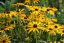 RUDBECKIA FULGIDA  "FOREVER GOLD"