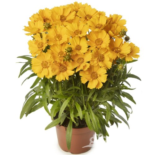 KRASNOOČKO - COREOPSIS CASTELLO COMPAKT YELLOW