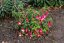 FUCHSIA LADY THUMB