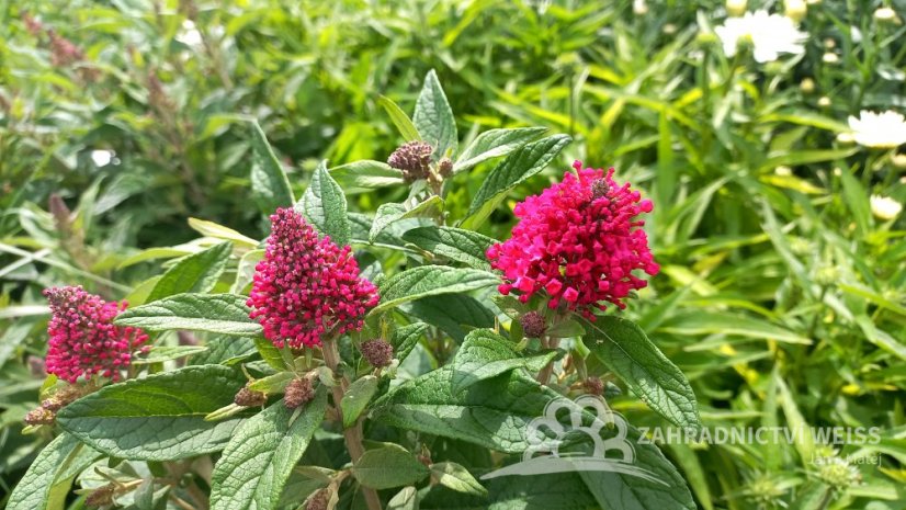 MOTÝLÍ KEŘ - BUDDLEJA BUTTERFLY CANDY LITTLE RUBY