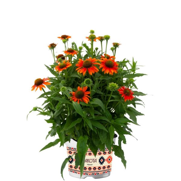 ECHINACEA LAKOTA ORANGE