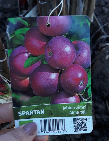 JABLOŇ SPARTAN - PODZIMNÍ
