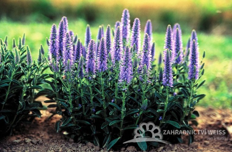 ROZRAZIL KLASNATÝ- VERONICA SPICATA NANA BLAUTEPPICH