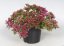 SEDUM SPURIUM SCHORBUSER BLUT