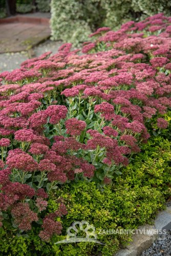 SEDUM HYBRIDUM HERBSTFREUDE