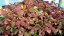 OXALIS PANAŠOVANÝ - PINK