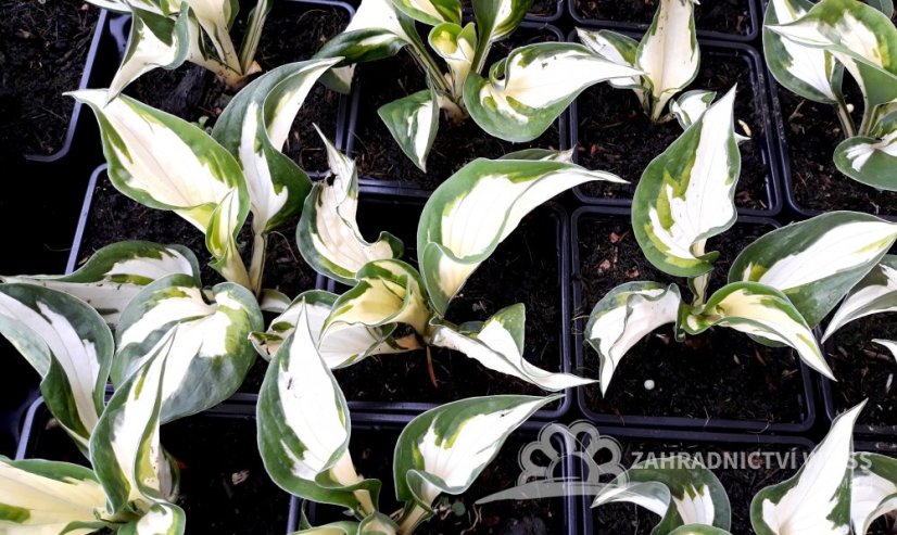 HOSTA - "FIRE & ICE"