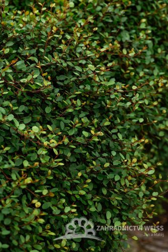 MUEHLENBECKIA AXILLARIS NANA