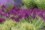 ŠALVĚJ HAJNÍ - SALVIA NEMOROSA SCHWELLENBURG