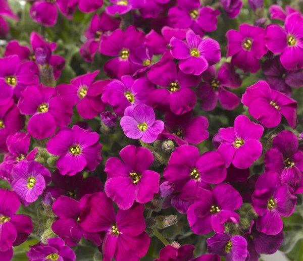 TAŘIČKA - "AUBRIETA GRACILIS AUDREY RED F1