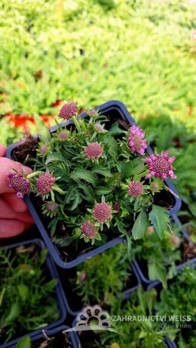 HLAVÁČ JAPONSKÝ - SCABIOSA JAPONICA RITZ ROSE