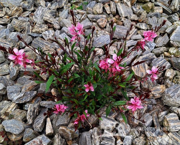 GAURA LOLIPOOP PINK