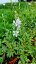 GAURA LIND. CORRIES GOLD