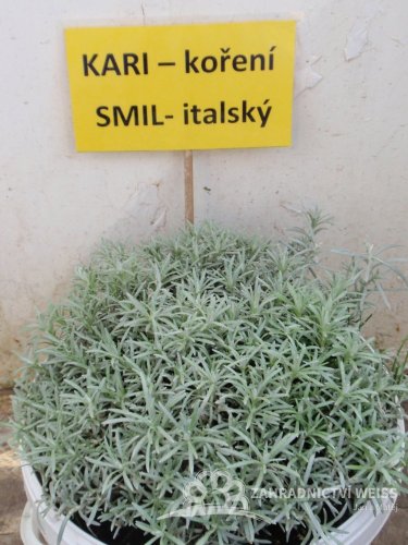 SMIL ITALSKÝ - KARI KOŘENÍ - YZOP