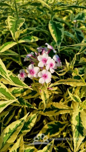 PHLOX PANICULATA - SUMMER FLOWERING NORA LEIGH