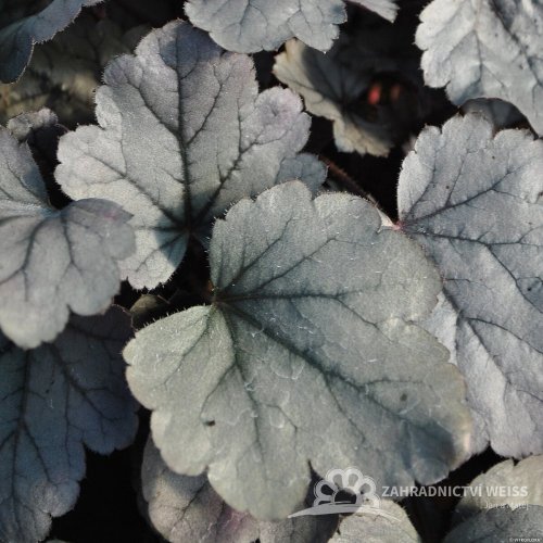 HEUCHERA SILVER GUMDROP