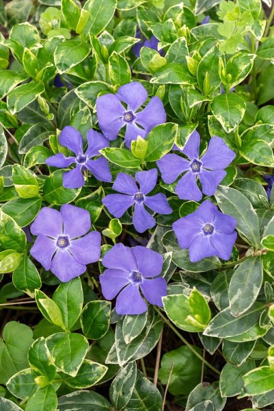 BARVÍNEK – VINCA MINOR VARIEGATA