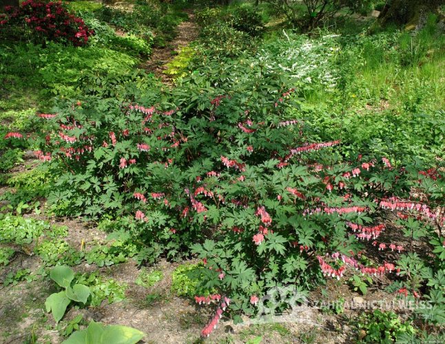 SRDCOVKA NÁDHERNÁ - DICENTRA SPECTABILIS VALENTINE